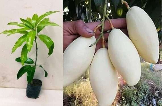 Thailand White Mango Organic Fruit Plant