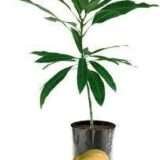 Safeda Mango Aam Grafted Fruit Live Plant