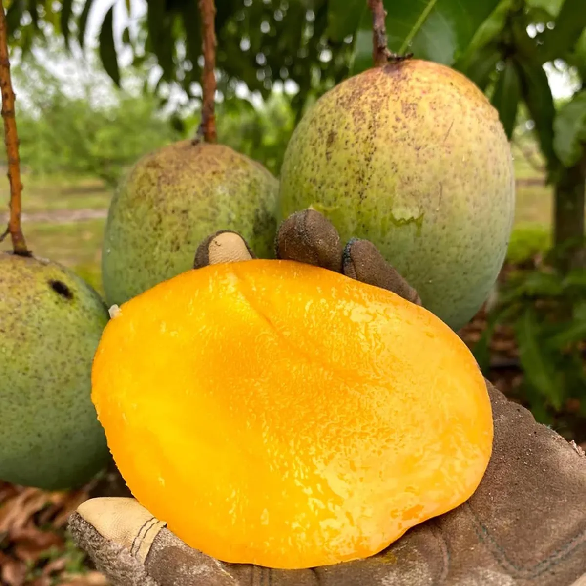 Coconut Cream Mango Aam Grafted Fruit Live Plant