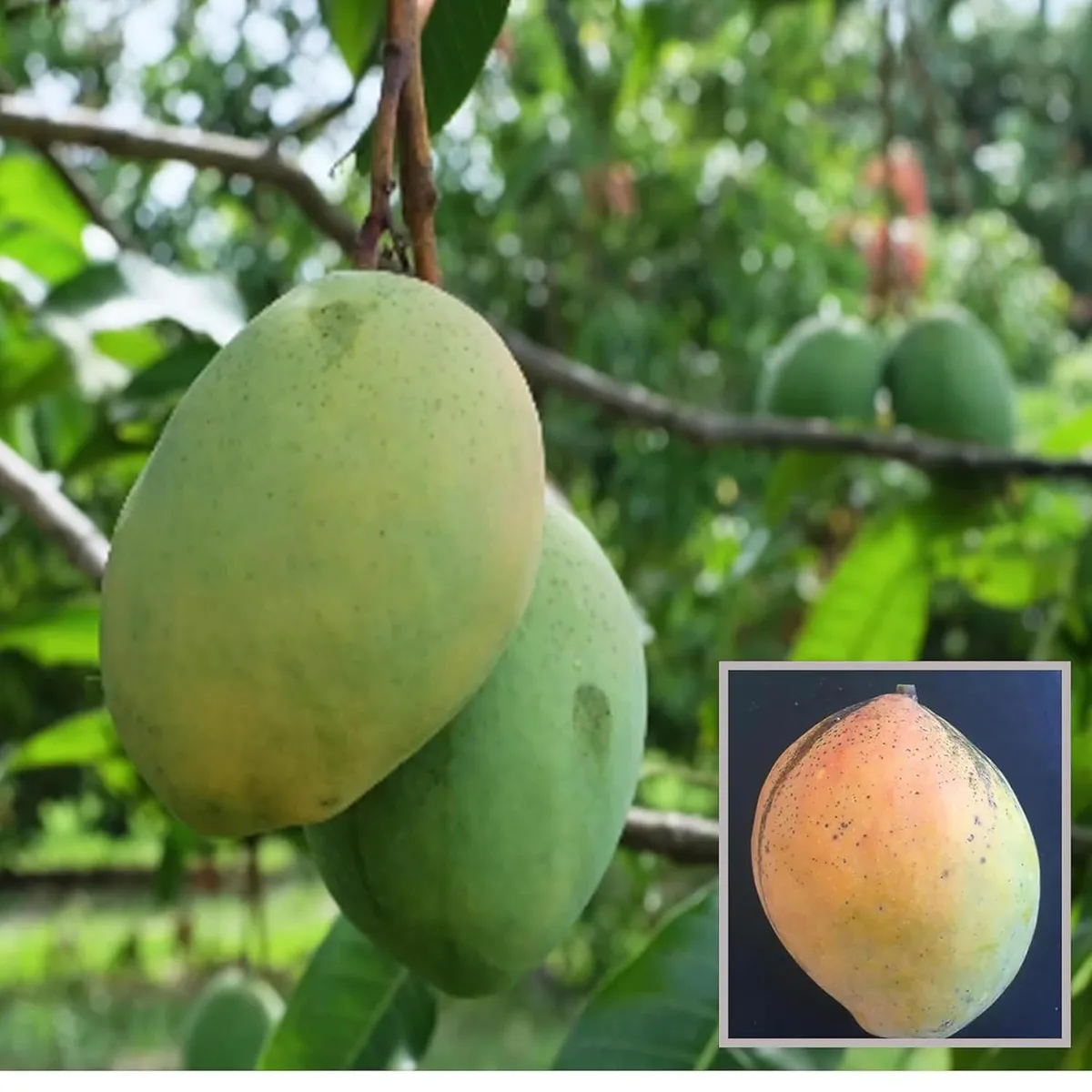 Coconut Cream Mango Aam Grafted Fruit Live Plant