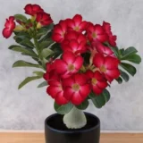 Unique Variety Adenium Plant Combo Pack Of 6
