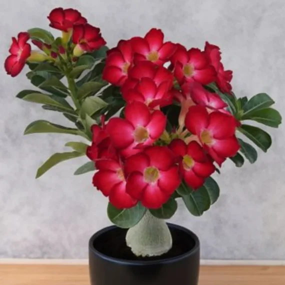 Unique Variety Adenium Plant Combo Pack Of 6