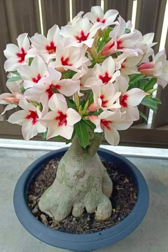 Unique Variety Adenium Plant Combo Pack Of 6