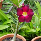 Unique Variety Adenium Plant Combo Pack Of 6