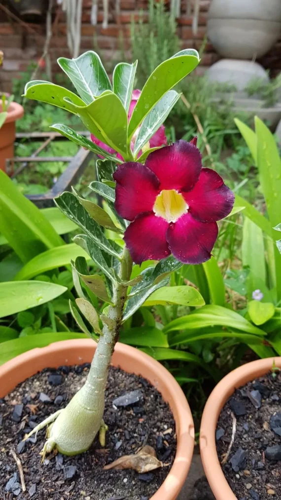 Unique Variety Adenium Plant Combo Pack Of 6