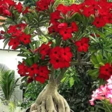 Unique Variety Adenium Plant Combo Pack Of 6