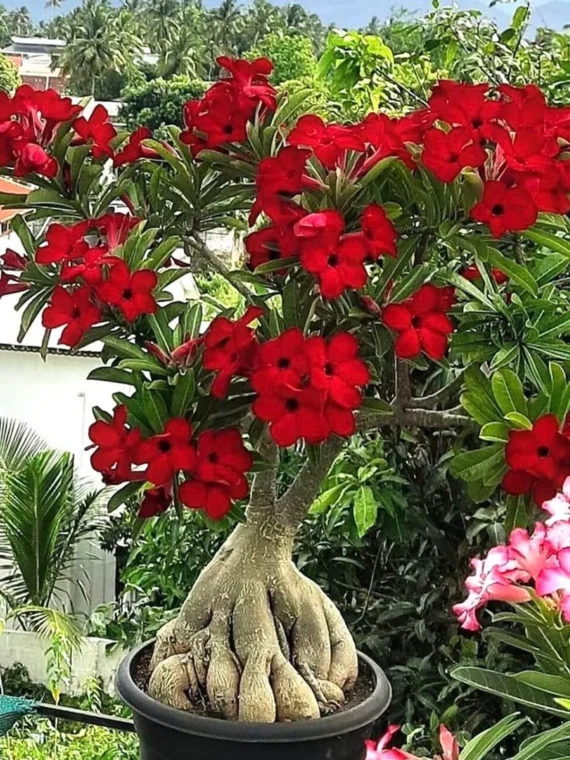 Unique Variety Adenium Plant Combo Pack Of 6