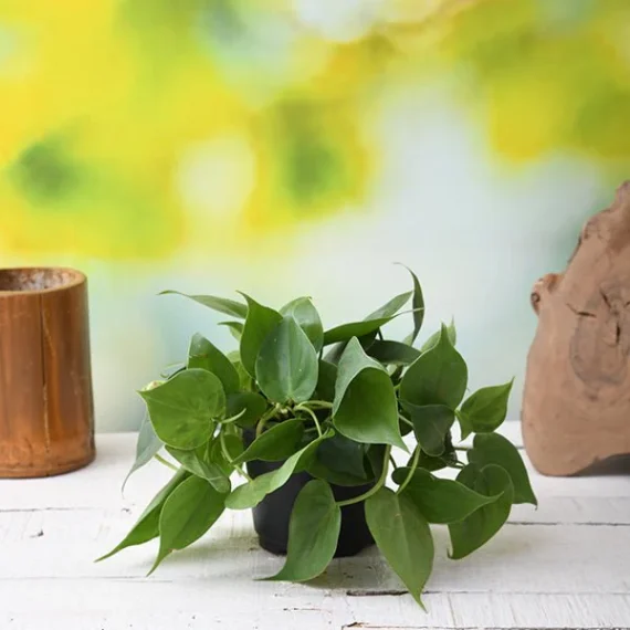 Philodendron Scandens Oxycardium, Heart-Leaf Philodendron - Plant