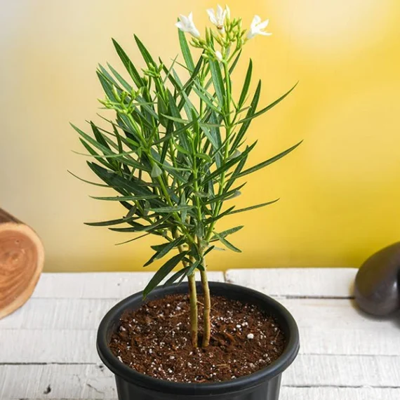 Kaner, Nerium Oleander (White Color) Fresh Organic Flower Plant