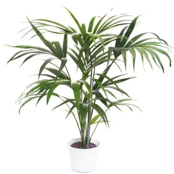 Kentia palm