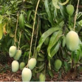 Jardalu Mango Aam Grafted Fruit Live Plant