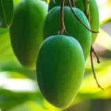 Jardalu Mango Aam Grafted Fruit Live Plant
