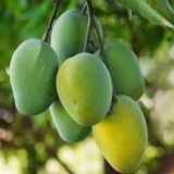 Jardalu Mango Aam Grafted Fruit Live Plant