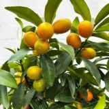 Nimbu Sweet Thai Kumquat Lemon Nimbu Grafted Fruit Live Plant