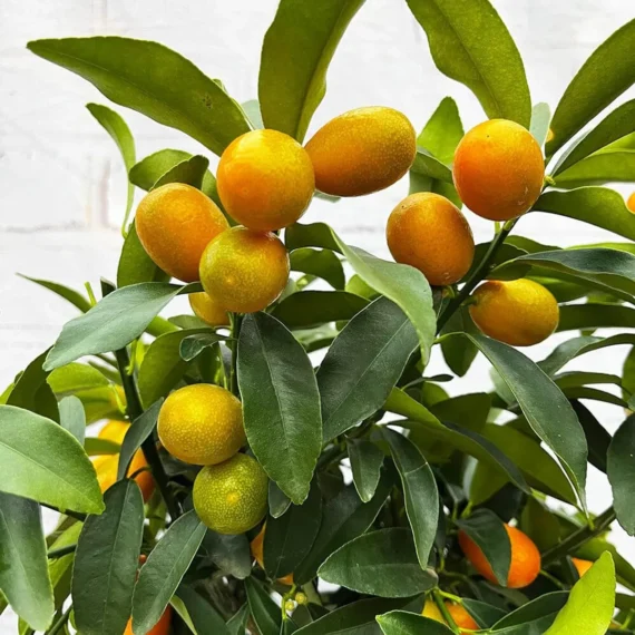 Nimbu Sweet Thai Kumquat Lemon Nimbu Grafted Fruit Live Plant