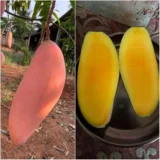 Red Ivory Mango Aam Grafted Fruit Live Plant