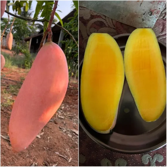 Red Ivory Mango Aam Grafted Fruit Live Plant