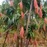Red Ivory Mango Aam Grafted Fruit Live Plant