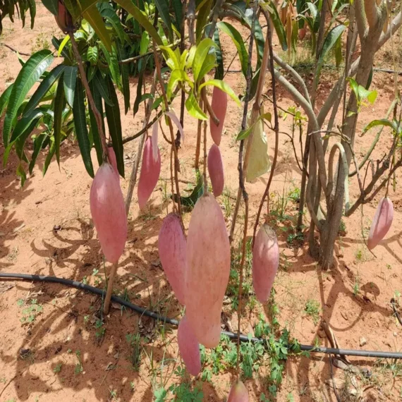 Red Ivory Mango Aam Grafted Fruit Live Plant