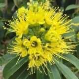 Golden Penda / Crimson Penda Fresh Organic Flower Plant / First Love Fresh Organic Flower Plant (Yellow)