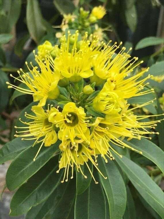 Golden Penda / Crimson Penda Fresh Organic Flower Plant / First Love Fresh Organic Flower Plant (Yellow)