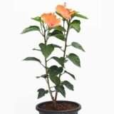 Pune Joba / Hibiscus, Gudhal Flower (Any Color) - Fresh Organic Flower Plant