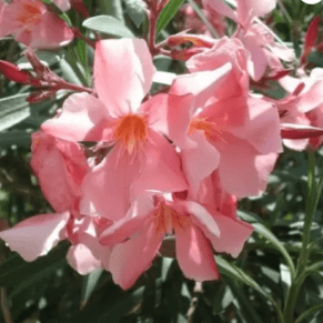 Kaner, Nerium Oleander (Any Color) Fresh Organic Flower Plant
