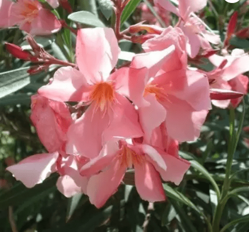 Kaner, Nerium Oleander (Any Color) Fresh Organic Flower Plant