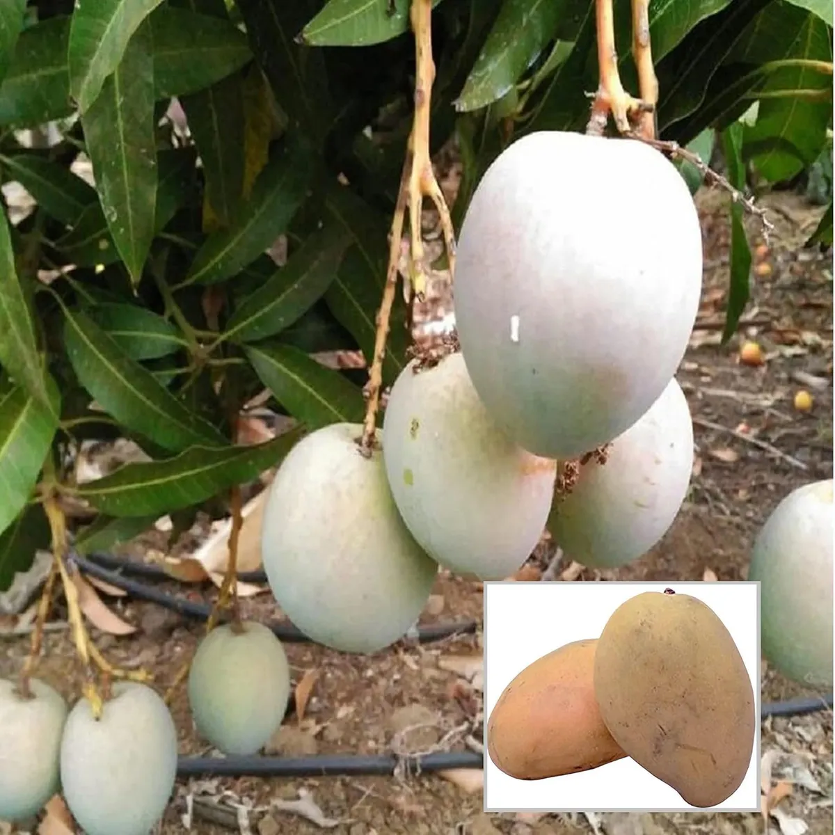 Babul Dufala White All Time Mango Plant