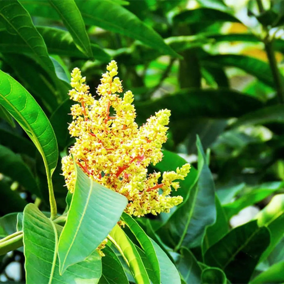Babul Dufala White All Time Mango Plant - Image 3