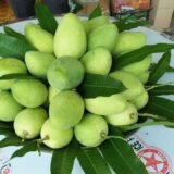 Gopal Dhoka Mango Plant