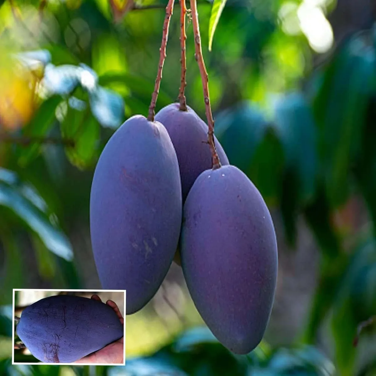 Blue Mango Plant