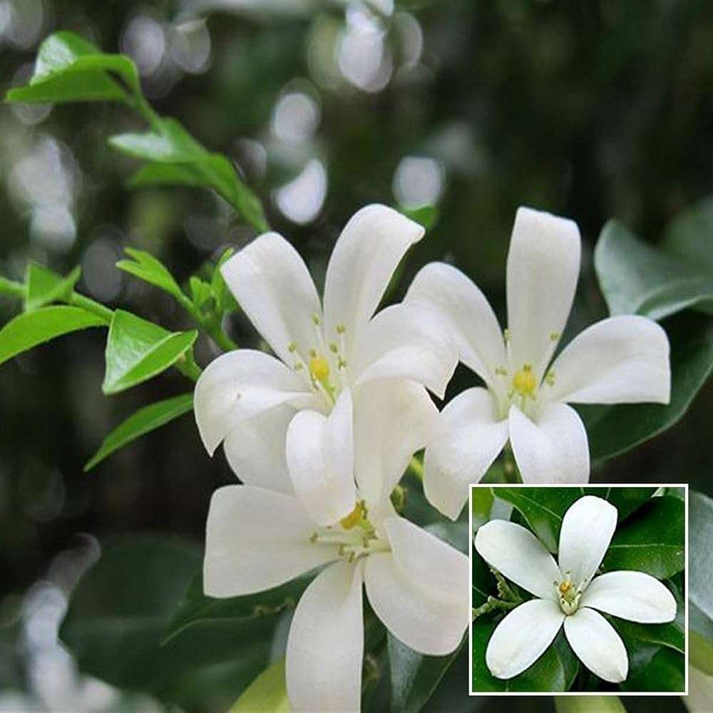 Madhu Kamini (Satin Wood / Kunti) – Fragrant Shrubs