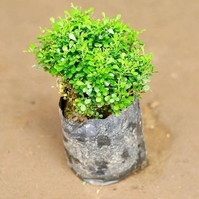 Table Kamini (Satin Wood / Kunti Shrubs) - Image 4