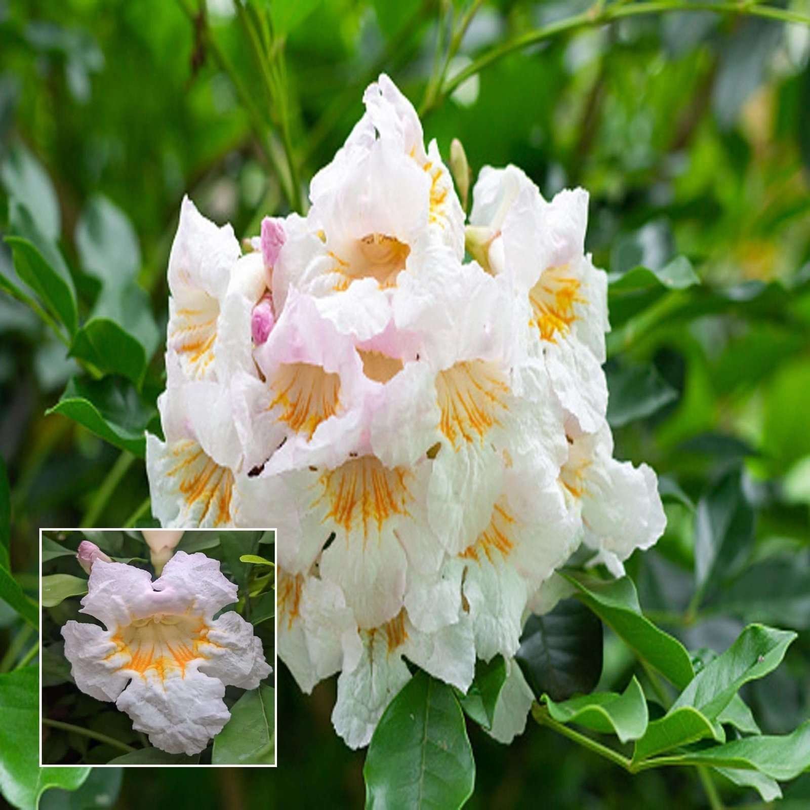 Hybrid Kamini (Satin Wood / Kunti Shrubs)