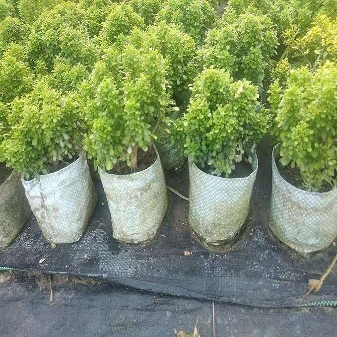 Table Kamini (Satin Wood / Kunti Shrubs) - Image 5