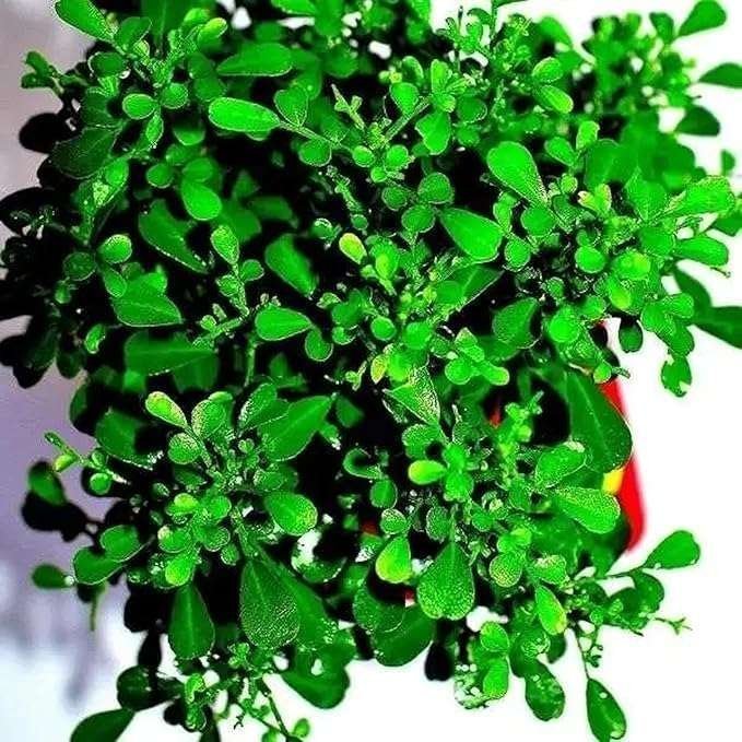 Table Kamini (Satin Wood / Kunti Shrubs) - Image 2