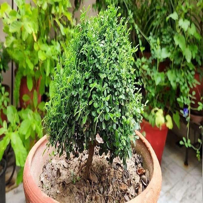 Table Kamini (Satin Wood / Kunti Shrubs) - Image 3