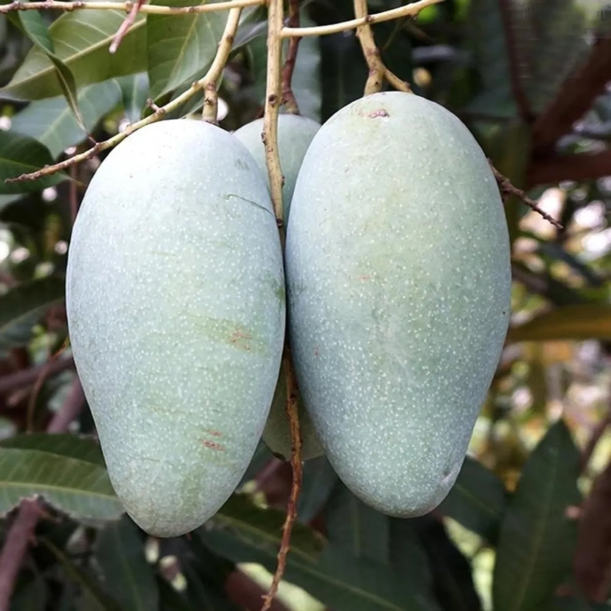 Thai Catimon (Katimon) All Time Sweet Mango Plant - Image 3