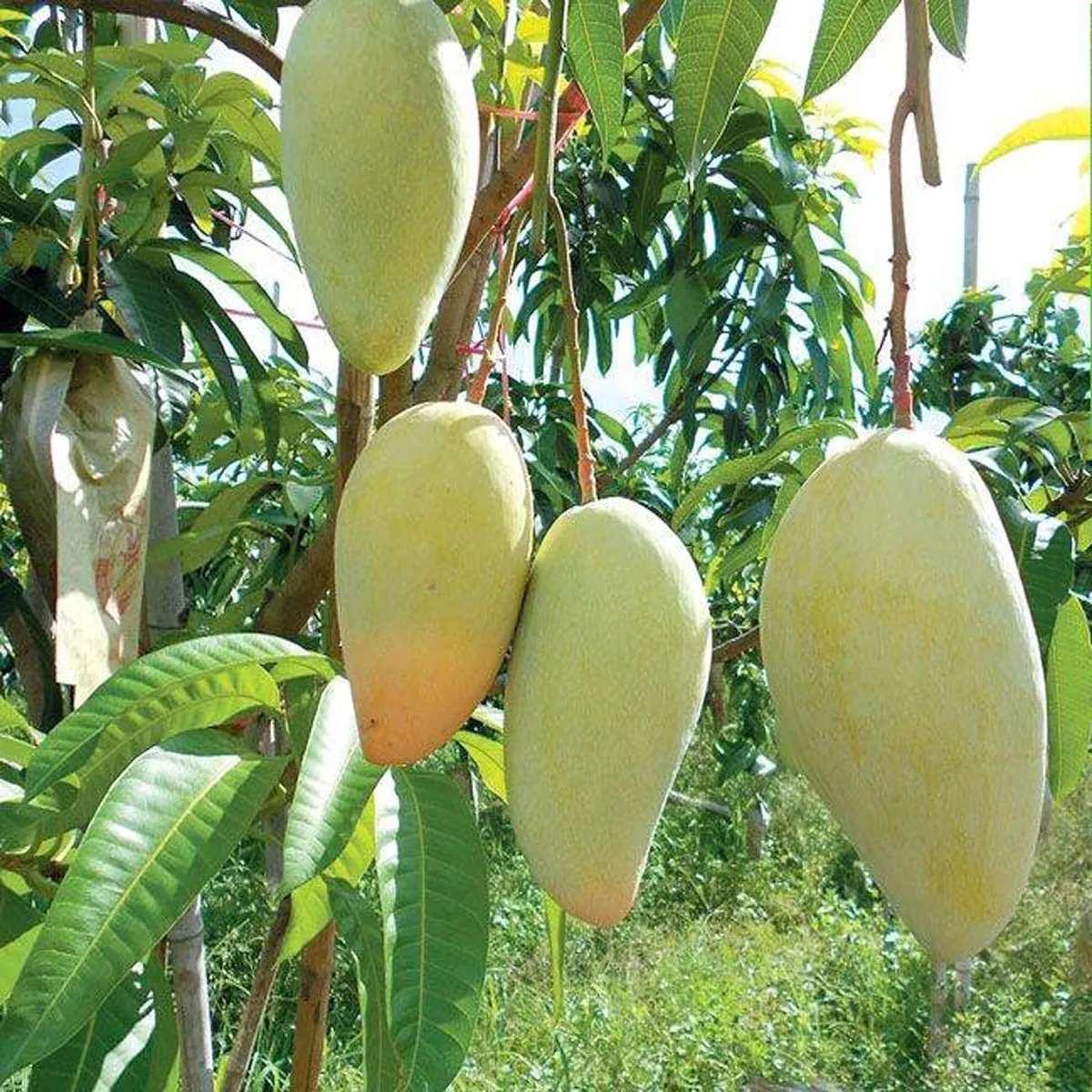Thai Catimon (Katimon) All Time Sweet Mango Plant - Image 2