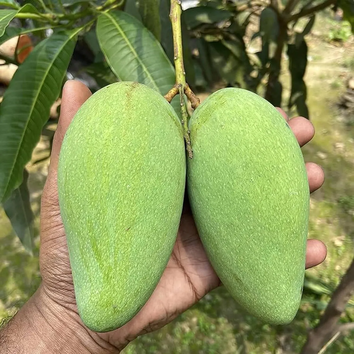 Thai Catimon (Katimon) All Time Sweet Mango Plant - Image 4
