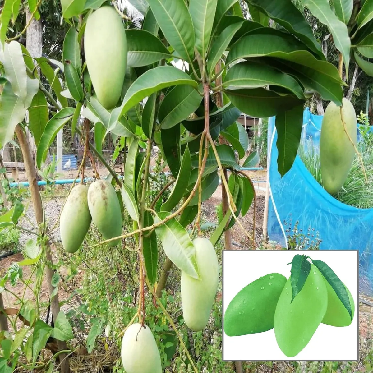 Thai Catimon (Katimon) All Time Sweet Mango Plant