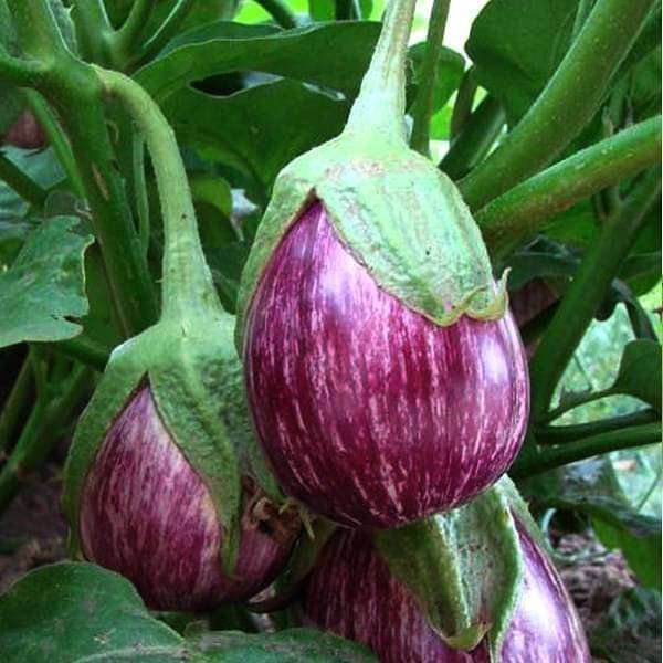 Brinjal CVK MK-124 - Vegetable Seeds