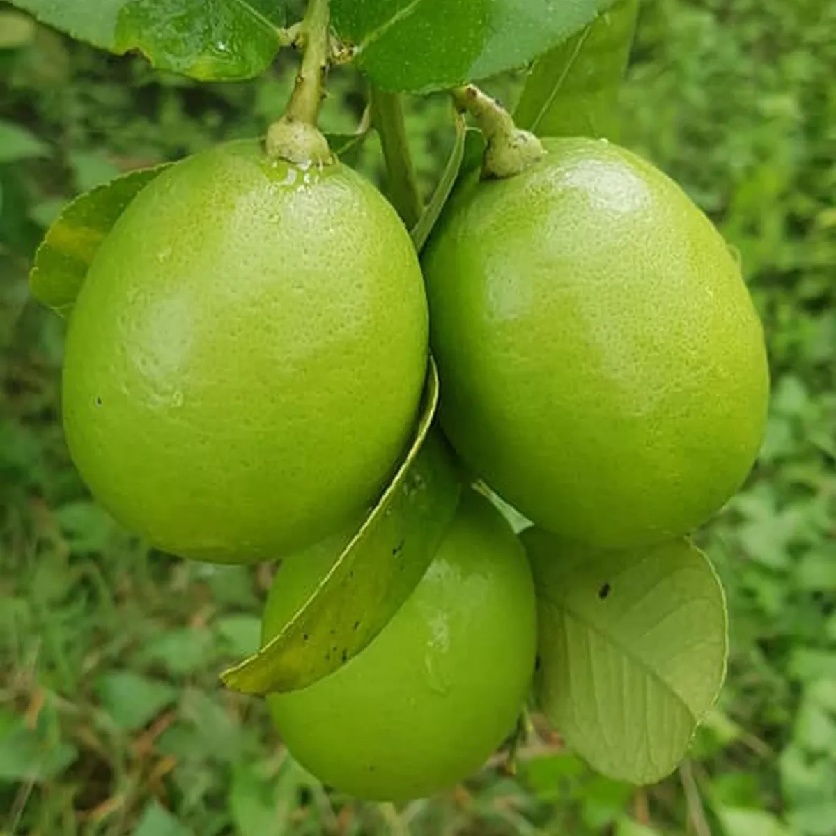 Nimbu Seedless All Time Lemon – Fruit Plant - Image 3