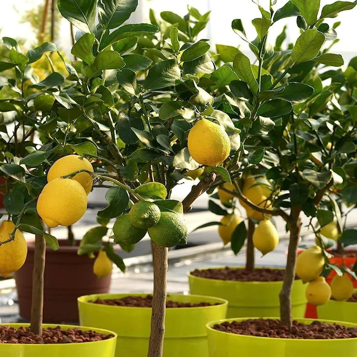 Nimbu Seedless All Time Lemon – Fruit Plant - Image 4