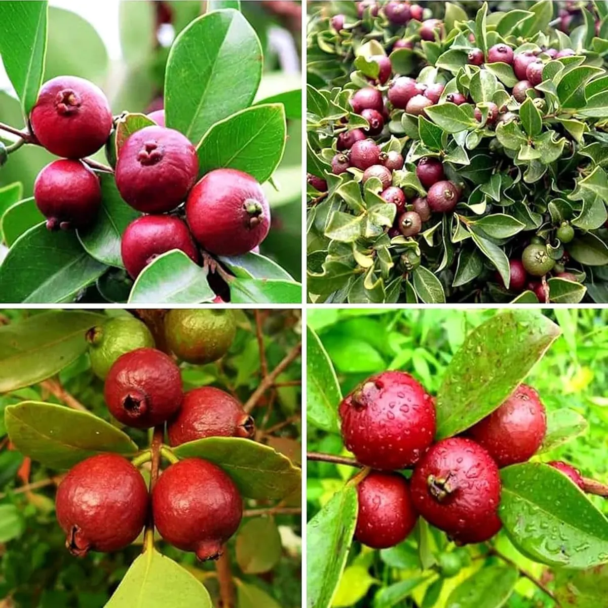 Red Strawberry Guava Amrood – Fruit Plant - Image 3
