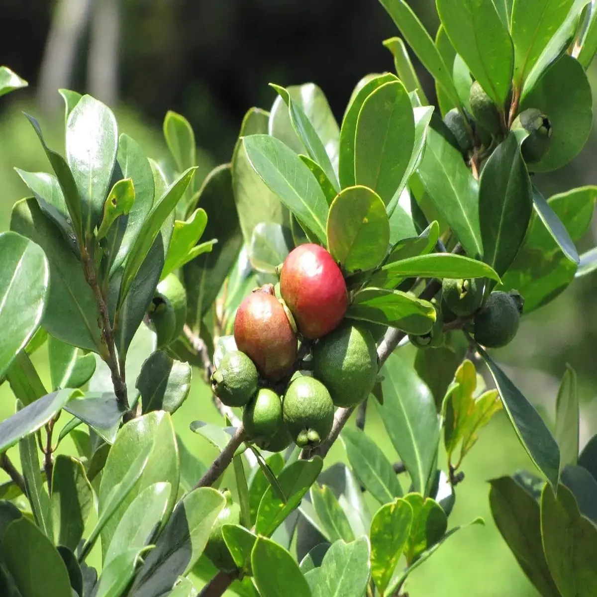 Red Strawberry Guava Amrood – Fruit Plant - Image 5