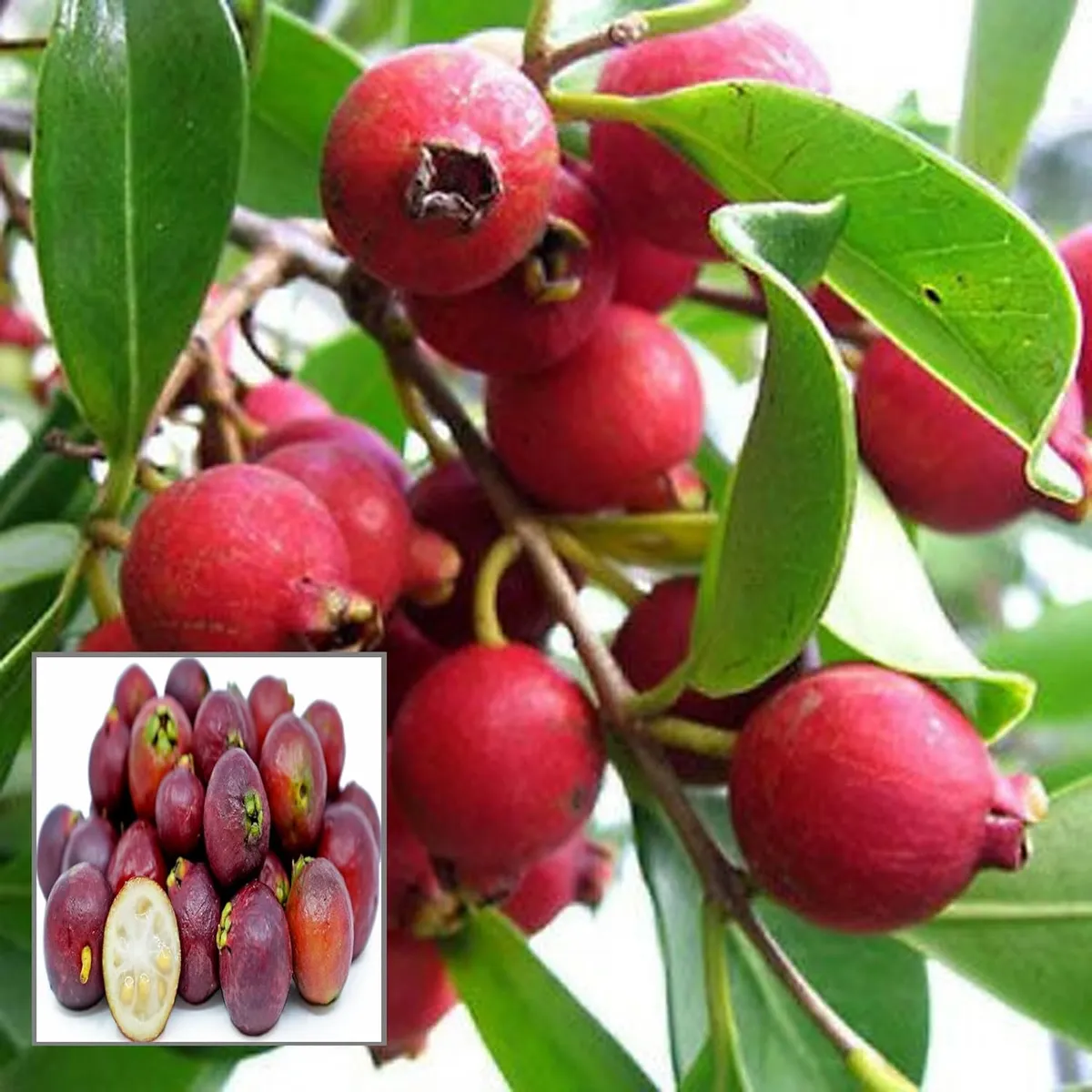 Red Strawberry Guava Amrood – Fruit Plant