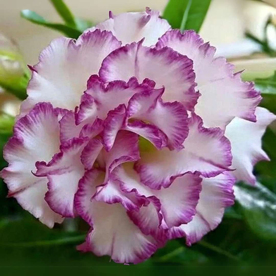 Adenium (Desert Rose) 19 – Flowering Plant