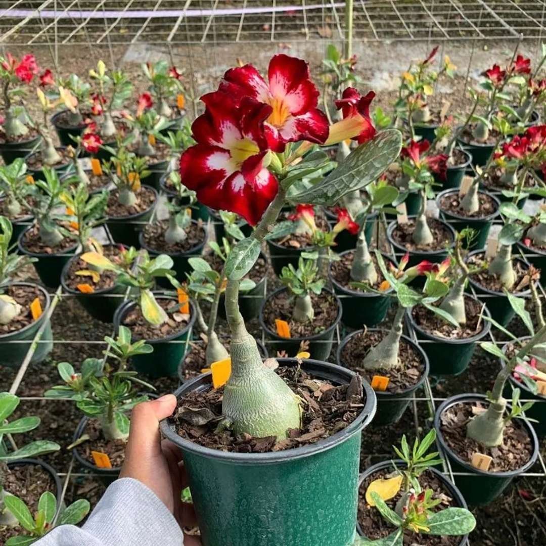 Adenium (Desert Rose) 1 – Flowering Plant